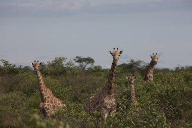 Vahşi zürafa memeli Afrika savana Kenya (zürafa zürafa)