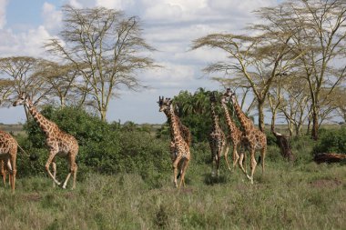 Vahşi zürafa memeli Afrika savana Kenya (zürafa zürafa)