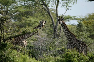 Vahşi zürafa memeli Afrika savana Kenya (zürafa zürafa)