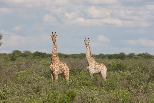 Wild Giraffe zoogdier-Afrika savanne Kenia (Giraffa camelopardalis) — Stockfoto