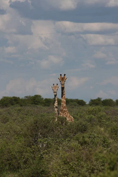 Jirafa salvaje mamífero africano sabana Kenia (Giraffa camelopardalis ) — Foto de Stock