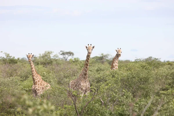 Vahşi zürafa memeli Afrika savana Kenya (zürafa zürafa)
