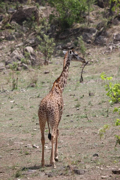 Wild Giraffe zoogdier-Afrika savanne Kenia (Giraffa camelopardalis) — Stockfoto