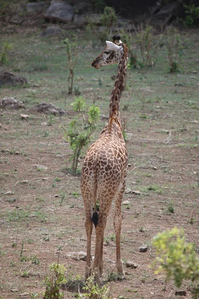 Wild Giraffe zoogdier-Afrika savanne Kenia (Giraffa camelopardalis) — Stockfoto