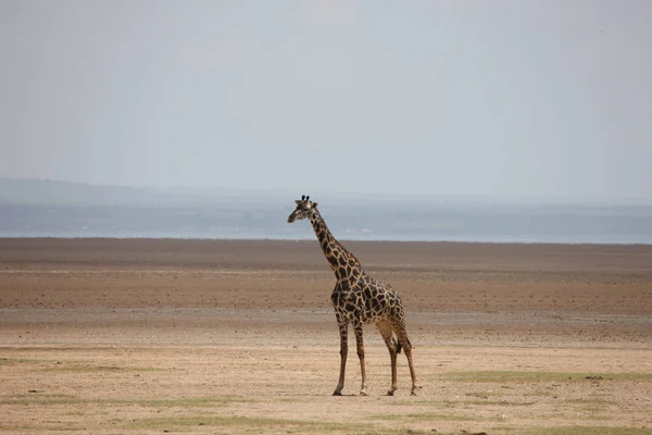 Wild Giraffe mammal africa savannah Kenya (Giraffa camelopardalis) — Stock Photo, Image