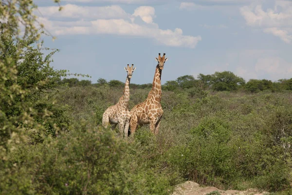 Wild Giraffe zoogdier-Afrika savanne Kenia (Giraffa camelopardalis) — Stockfoto