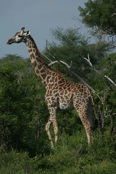 Dziki żyrafa ssak Afryki jacktt Kenia (Giraffa camelopardalis) — Zdjęcie stockowe