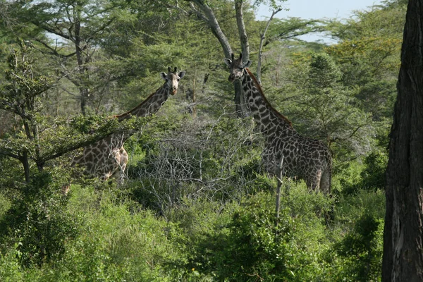 Girafe sauvage mammifère afrique savane Kenya (Giraffa camelopardalis ) — Photo