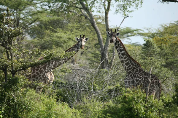 Wild Giraffe zoogdier-Afrika savanne Kenia (Giraffa camelopardalis) — Stockfoto