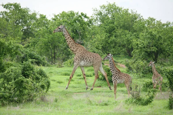 Mammiferi selvatici della Giraffa Africa savana Kenya (Giraffa camelopardalis ) — Foto Stock