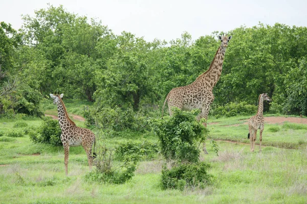 Wild Giraffe zoogdier-Afrika savanne Kenia (Giraffa camelopardalis) — Stockfoto