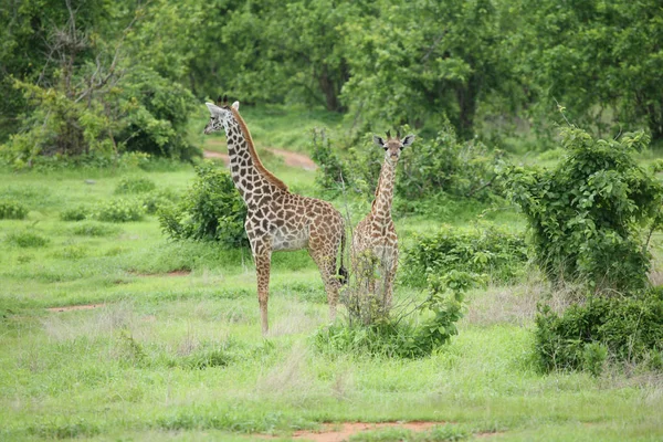 Mammiferi selvatici della Giraffa Africa savana Kenya (Giraffa camelopardalis ) — Foto Stock