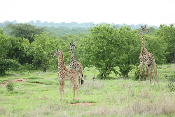 Дикое животное жирафа Африканская саванна Кения (Giraffa camelopardalis ) — стоковое фото