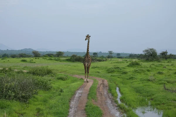 Дикое животное жирафа Африканская саванна Кения (Giraffa camelopardalis ) — стоковое фото