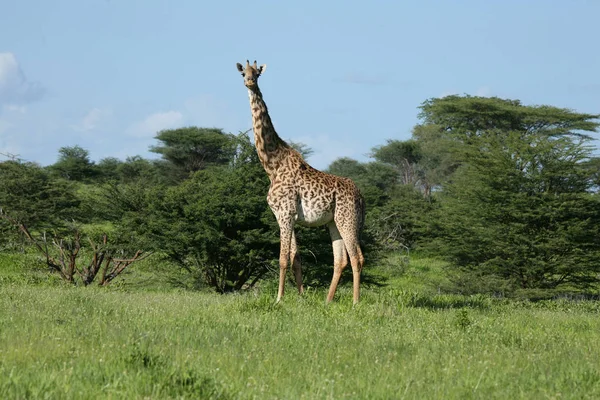 Girafe sauvage mammifère afrique savane Kenya (Giraffa camelopardalis ) — Photo