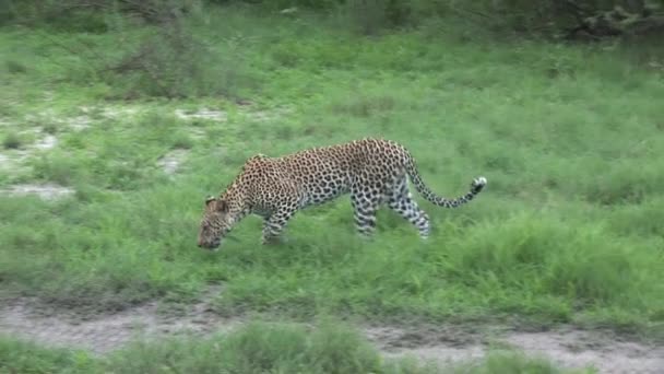 Leopardo Botswana África sabana animal salvaje mamífero — Vídeos de Stock