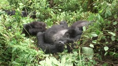 Vahşi goril hayvan Ruanda Afrika tropikal orman 