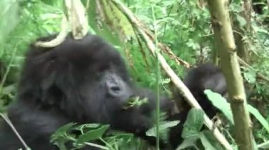 Vahşi goril hayvan Ruanda Afrika tropikal orman 
