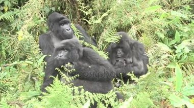 Vahşi goril hayvan Ruanda Afrika tropikal orman 