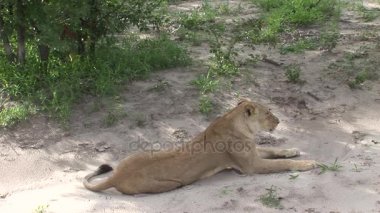 Aslan vahşi, tehlikeli memeli Afrika Savannah Kenya