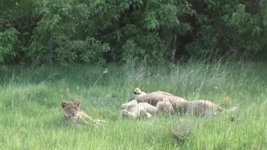 Aslan vahşi, tehlikeli memeli Afrika Savannah Kenya