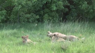 Aslan vahşi, tehlikeli memeli Afrika Savannah Kenya