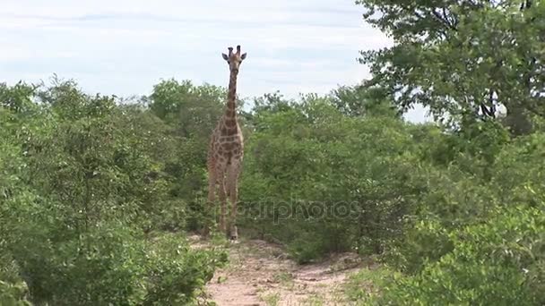 Wild žirafa savec Afrika savannah Kenya (Giraffa souhvězdí žirafy)