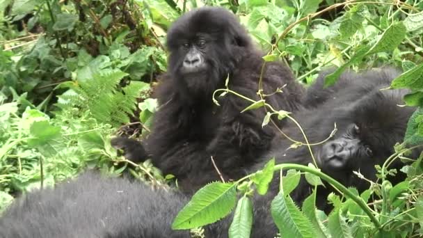 Wild Gorilla animal Rwanda Africa tropical Forest — Stock Video