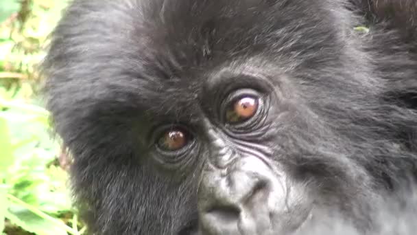 Wilder Gorilla Tier Ruanda Afrika Tropenwald — Stockvideo