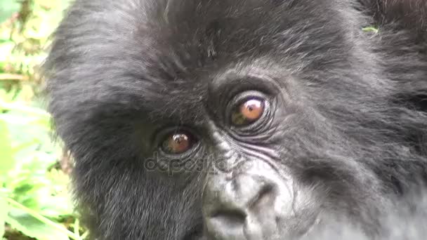 Divoké zvíře gorila tropický prales Rwanda Afrika 