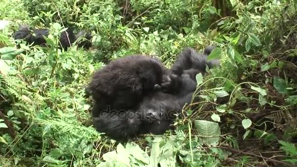 Wilder Gorilla Tier Ruanda Afrika Tropenwald — Stockvideo