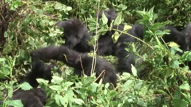 Gorille sauvage Rwanda Afrique Forêt tropicale  