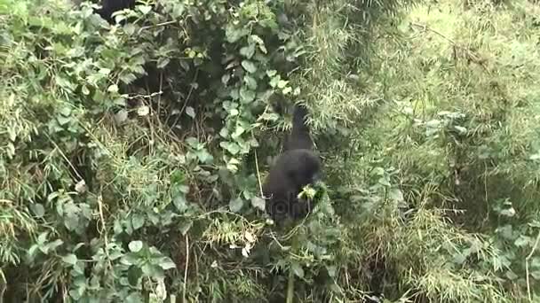 Hewan liar Gorilla Rwanda Hutan tropis Afrika — Stok Video