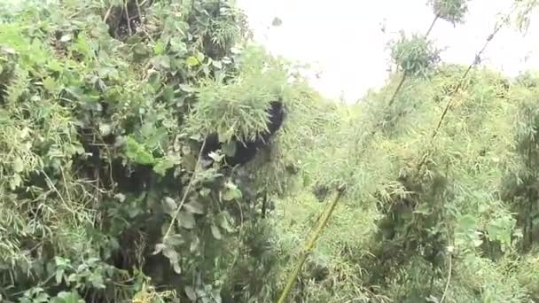 Gorilla selvatica animale Ruanda Africa foresta tropicale — Video Stock