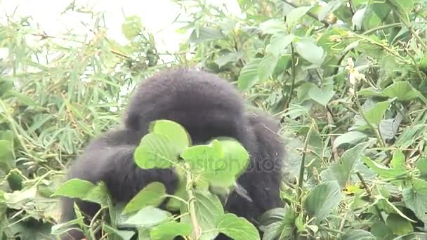 Gorilla vadállat Ruanda Afrika trópusi erdő — Stock videók