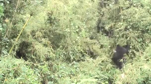 Gorille sauvage Rwanda Afrique Forêt tropicale  