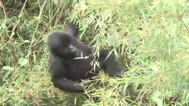 Wild Gorilla animal Rwanda Africa tropical Forest — Stock Video