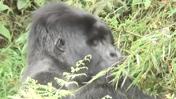 Gorilla selvatica animale Ruanda Africa foresta tropicale — Video Stock