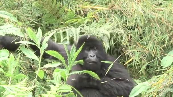 Gorilla vadállat Ruanda Afrika trópusi erdő — Stock videók