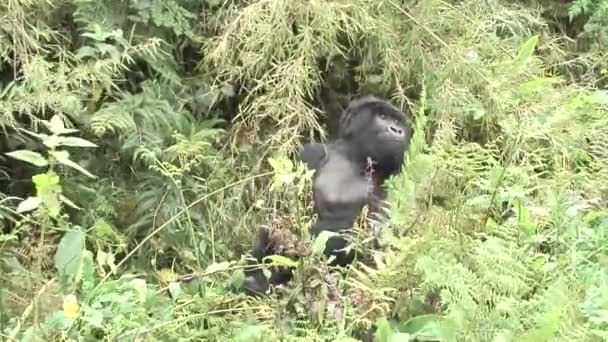 야생 고릴라 동물 르완다 아프리카 열 대 숲 — 비디오