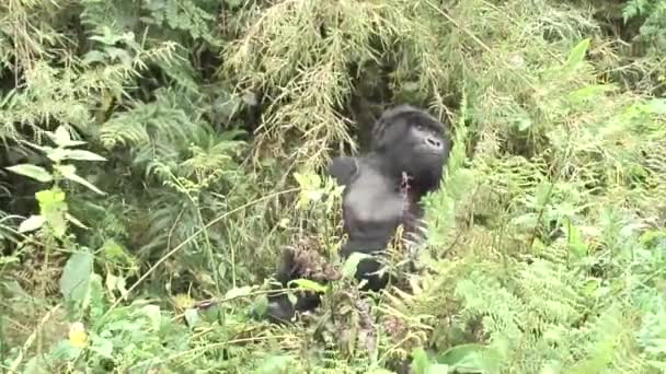 Wilder Gorilla Tier Ruanda Afrika Tropenwald — Stockvideo