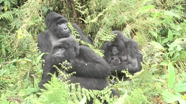 Gorila salvaje Rwanda Africa tropical Forest — Vídeo de stock
