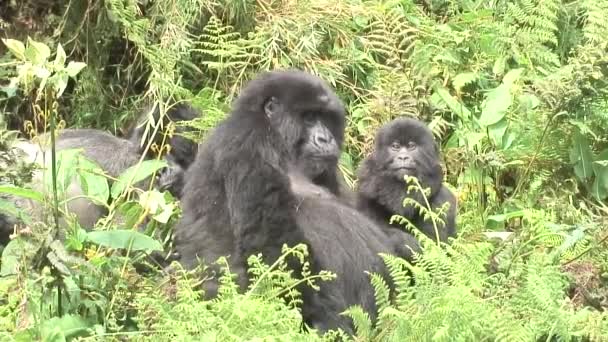 野生のゴリラ動物ルワンダ アフリカ熱帯林 — ストック動画