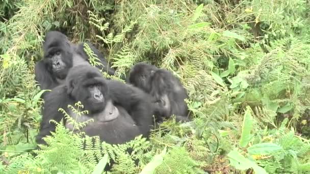 Дикие гориллы в тропических лесах Руанды — стоковое видео