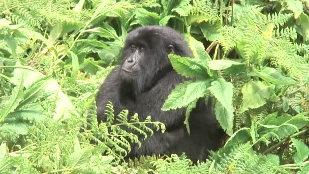 Gorila selvagem animal Ruanda África floresta tropical — Vídeo de Stock