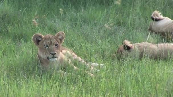 Leão selvagem perigoso mamífero áfrica savana Quênia — Vídeo de Stock