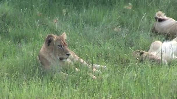 Lev divoký nebezpečný savec africká savana keňa — Stock video