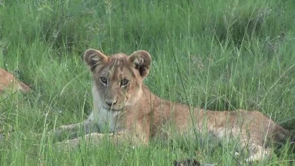 Aslan vahşi, tehlikeli memeli Afrika Savannah Kenya — Stok video