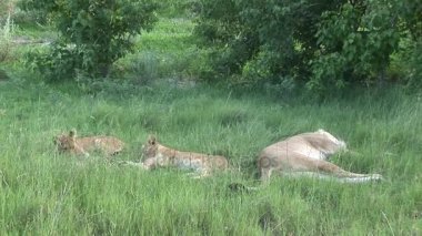 Aslan vahşi, tehlikeli memeli Afrika Savannah Kenya
