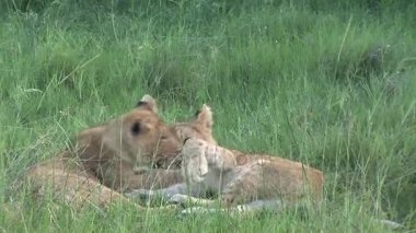 Aslan vahşi, tehlikeli memeli Afrika Savannah Kenya